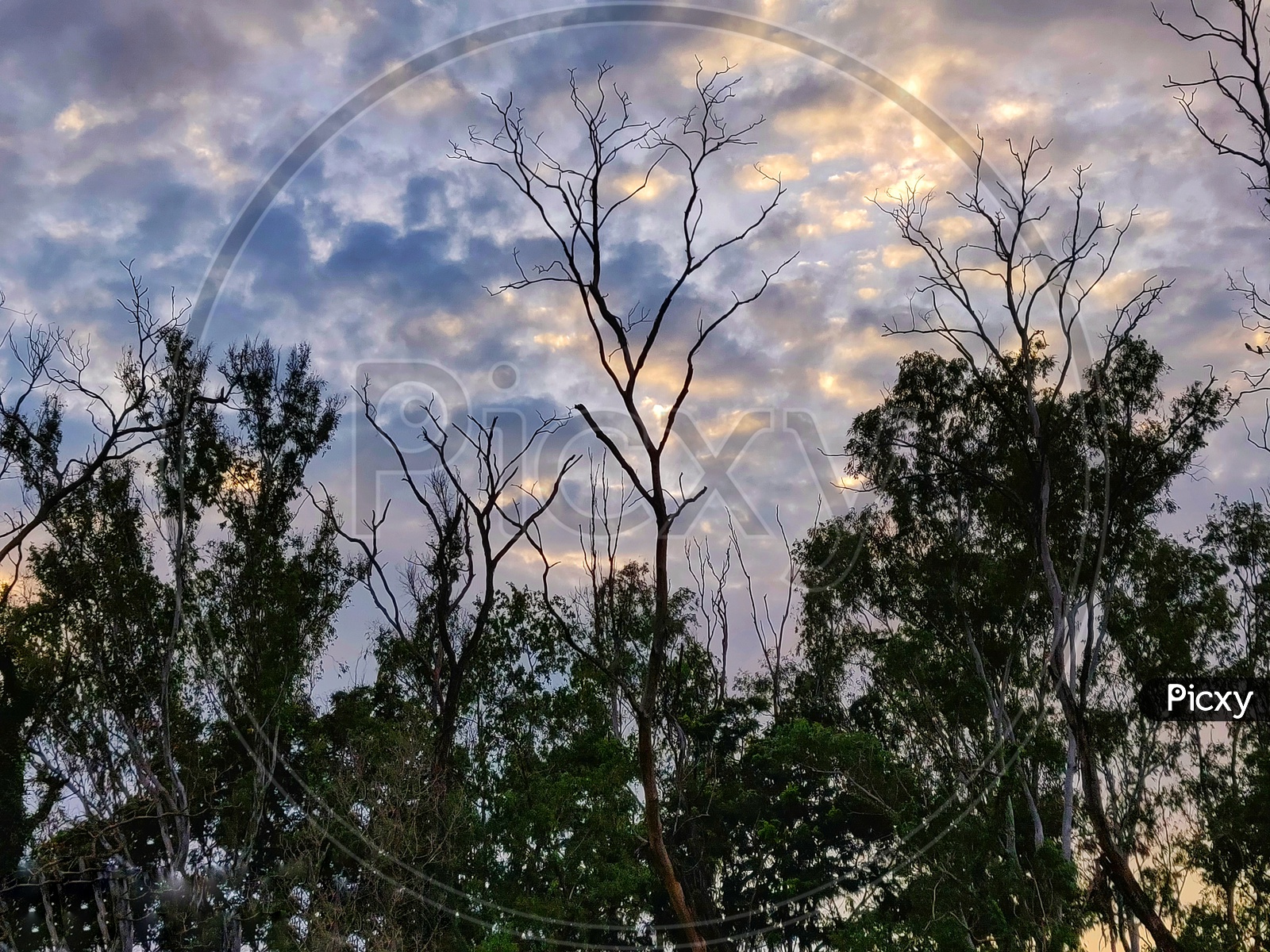 Dry tree in beautiful evening