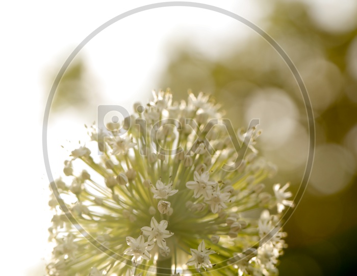 Onion Flower Blooming On Fresh Green Onion Filed