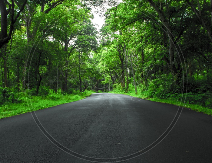 The Green Tunnel. This photo was taken in a road trip to wayanad, kerala