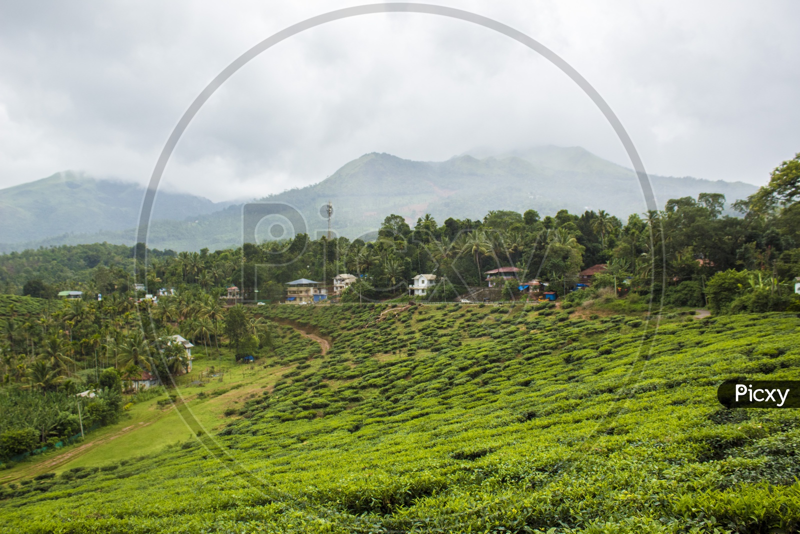 Tea Estates, Wayanad, Kerala