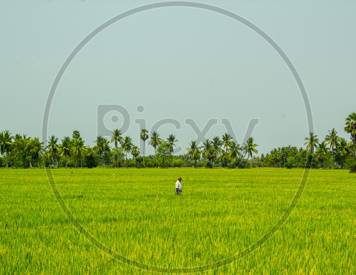 Farmer walking in Agriculture Fields
