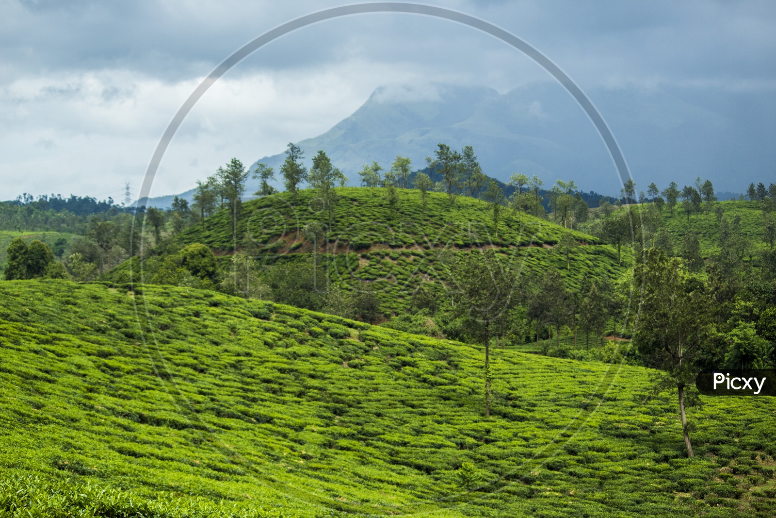 The beautiful Tea estates of Wayanad, Kerala