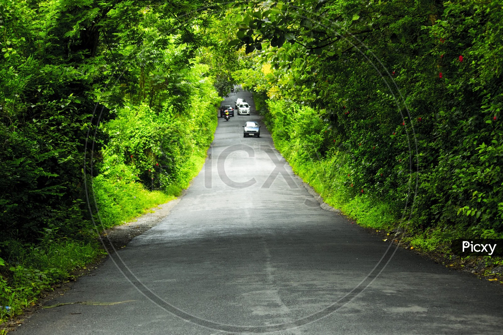 The Green Tunnel. This photo was taken in a road trip to wayanad, kerala