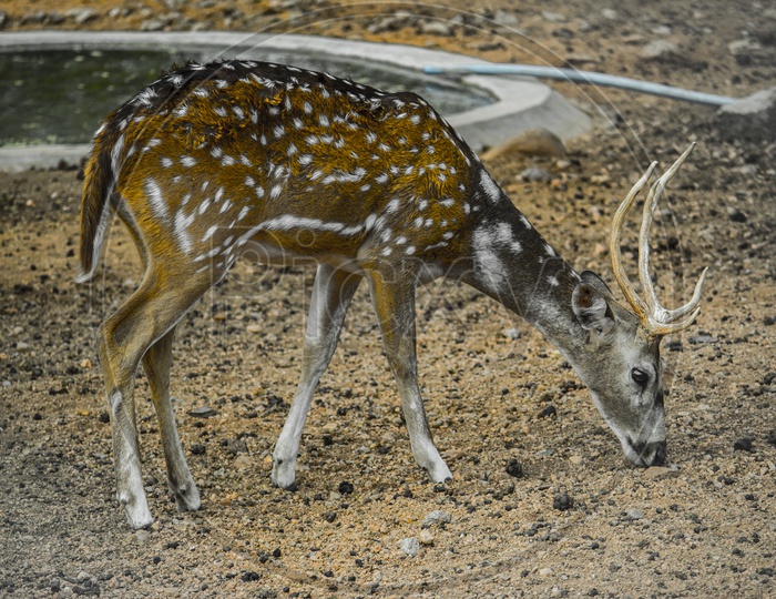 The spotted deer in the wildlife sanctuary.