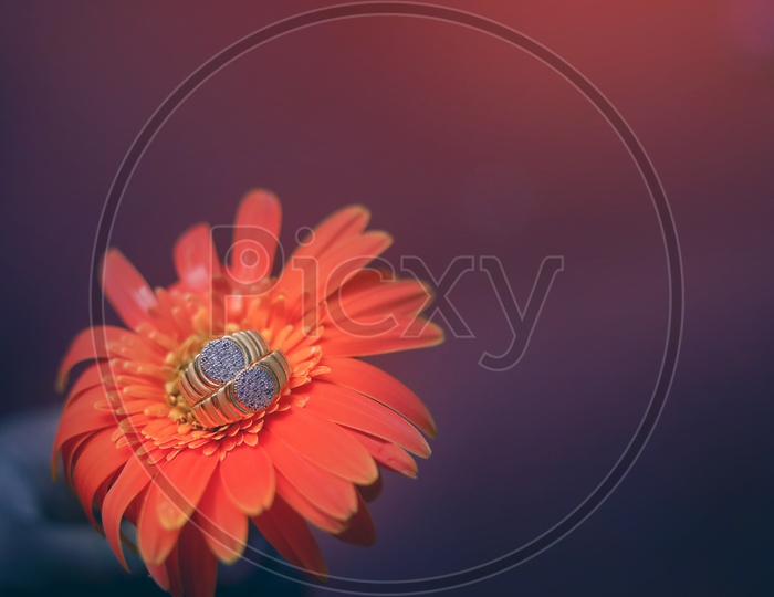 Couple Rings Or Engagement Rings  on Flowers Background