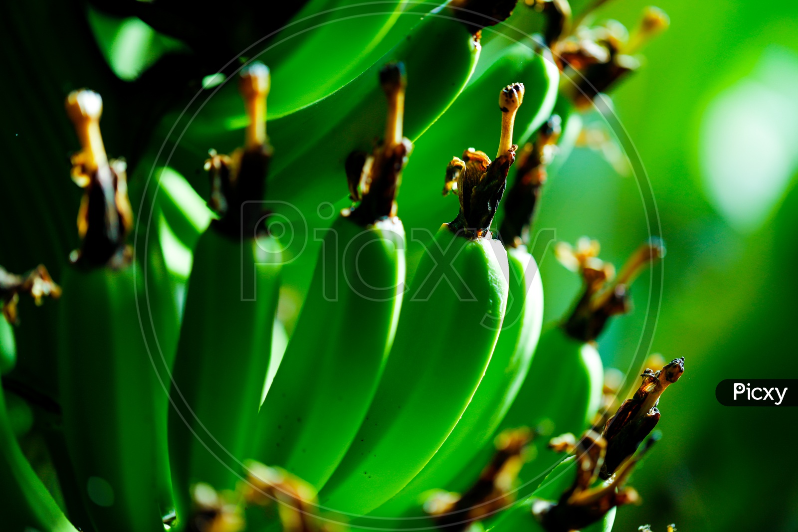 Bananas Growing on Green Farm  Lands  Background