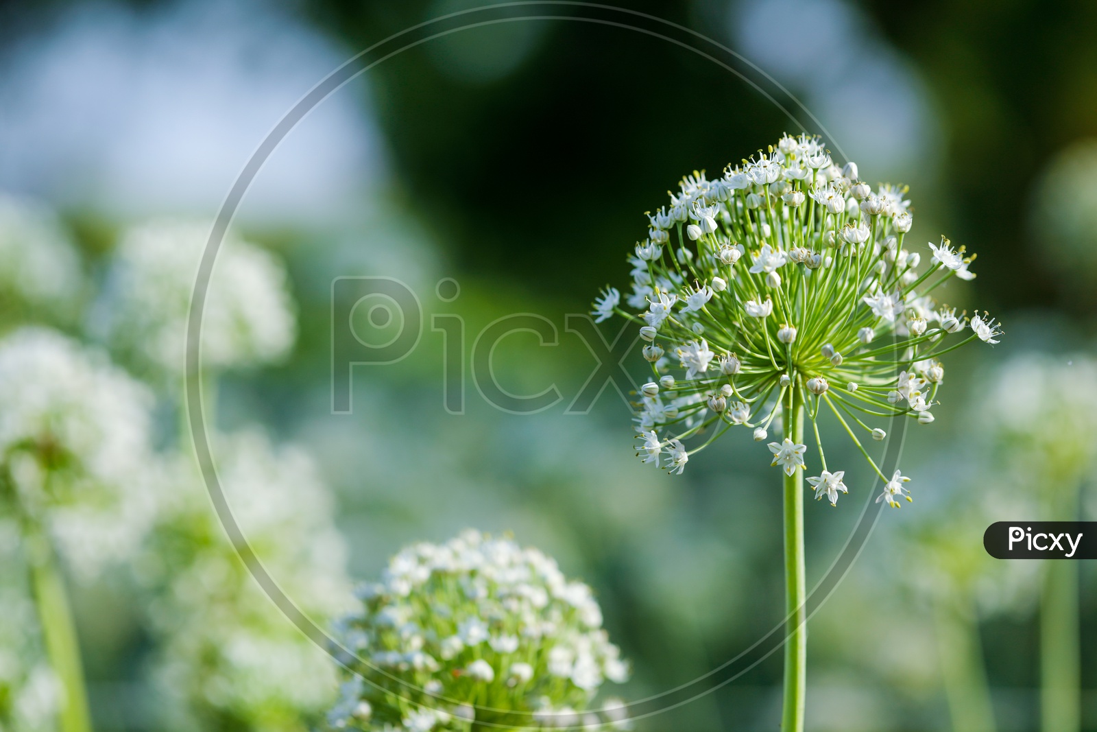 Onion Flower Blooming On Fresh Green Onion Filed