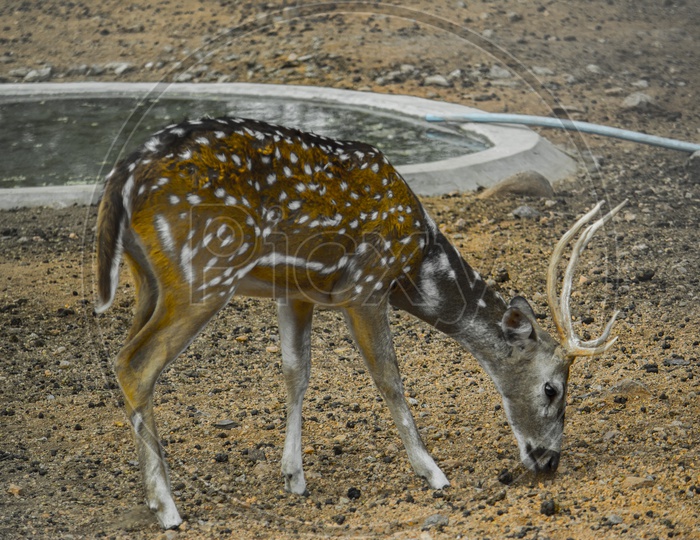 The spotted deer in the wildlife sanctuary.