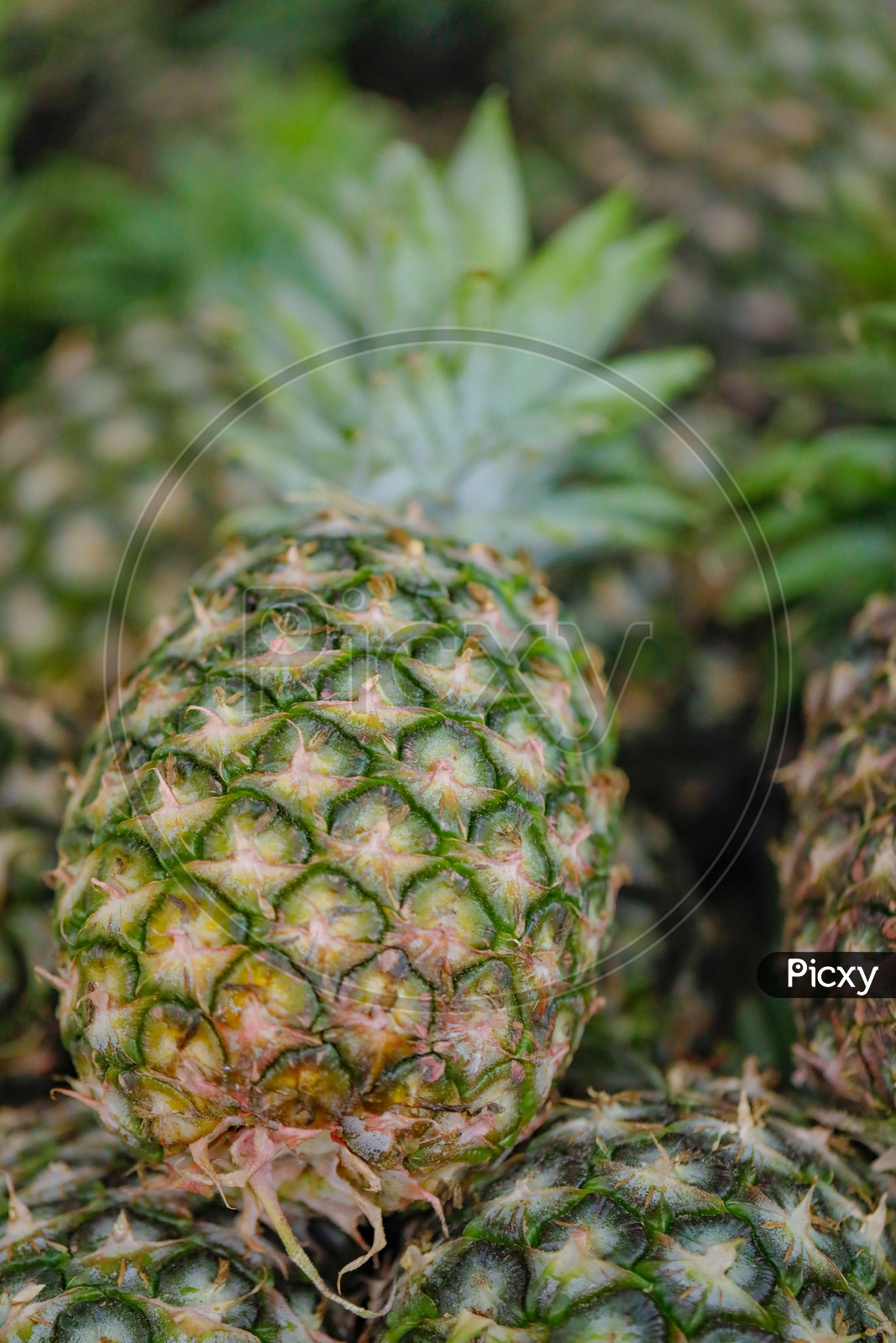 Pineapple  in a Fruit Vendor Shop Or Stall