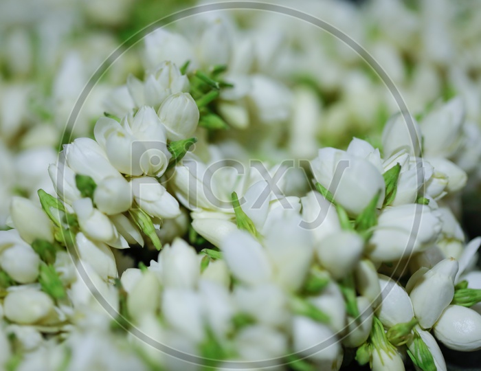Jasmine Flowers Closeup