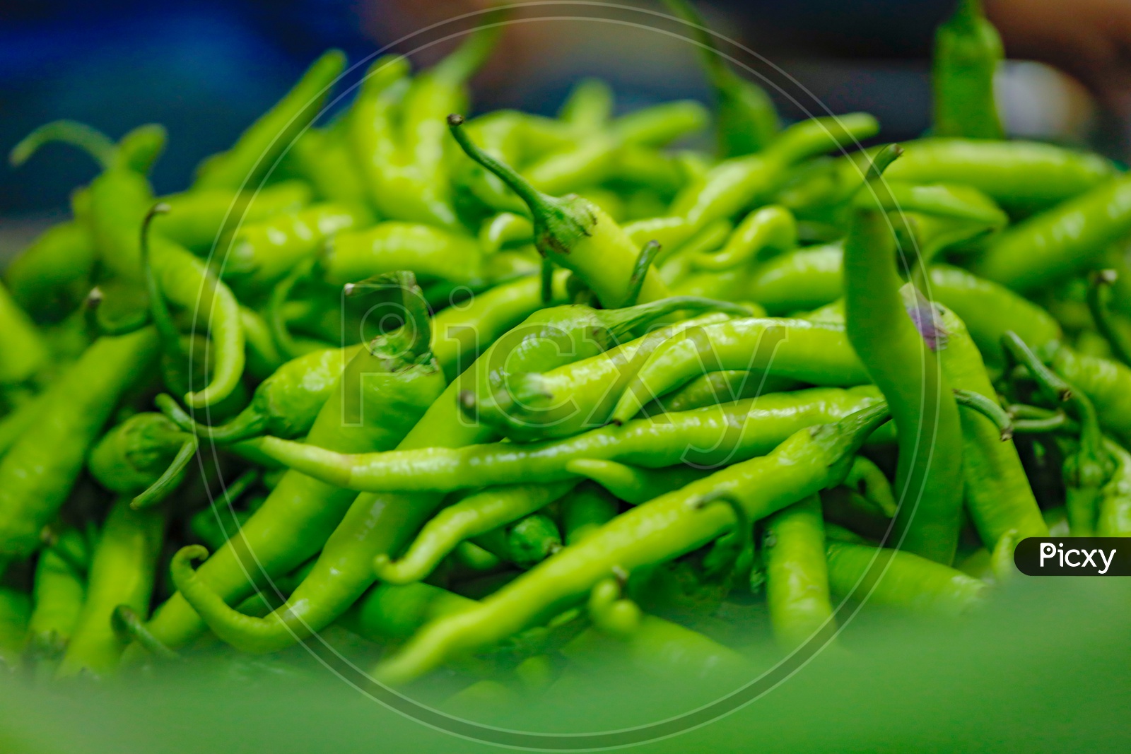 Fresh Green Chillies in a  Vegetables At  a Vendor Stall
