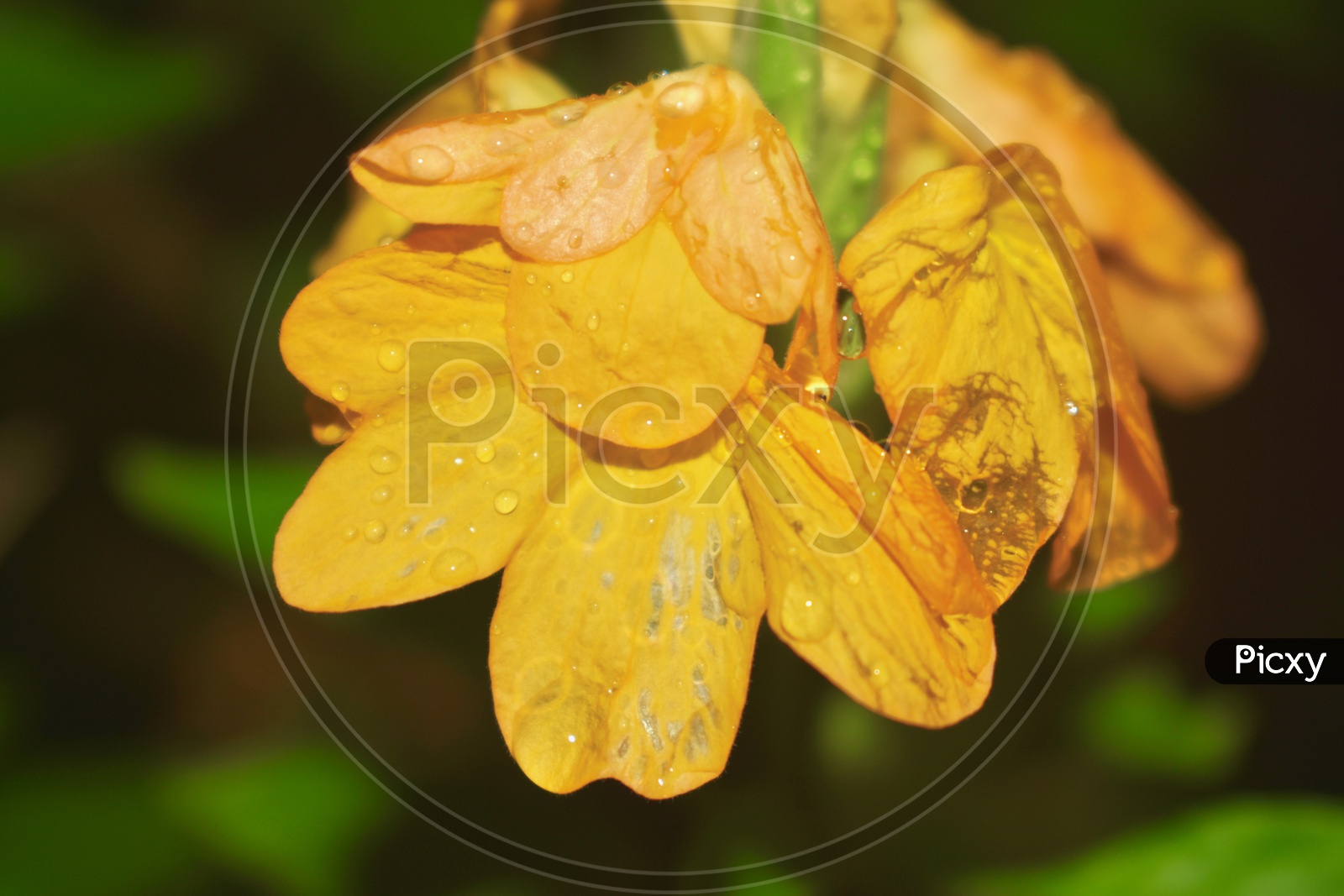 Flowers with rain droplets