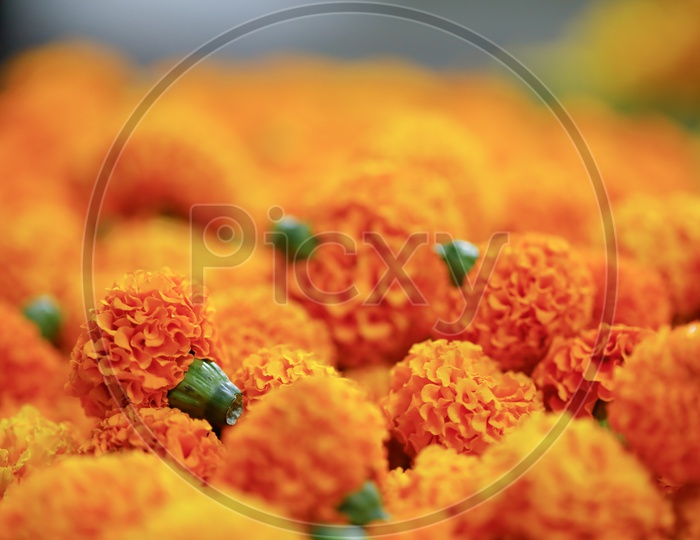 Marigold Flowers  in a Vendor Stall At Market  Closeup