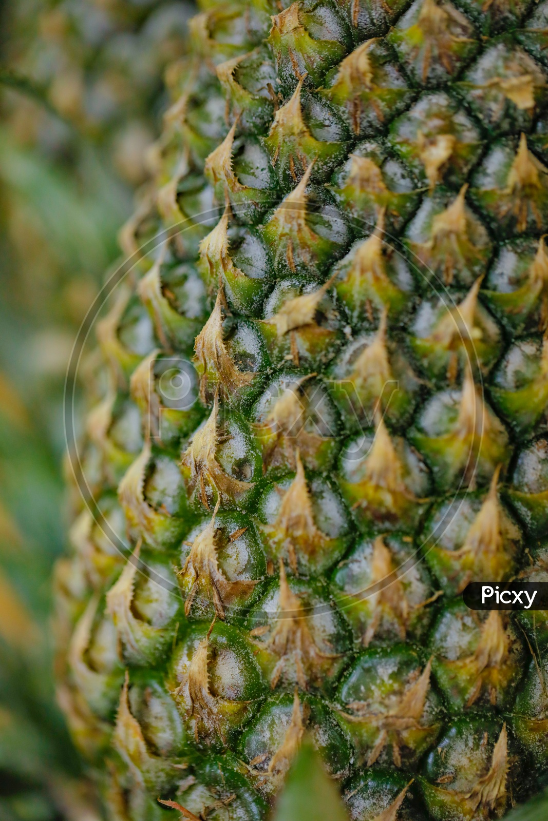 Pineapple Closeup