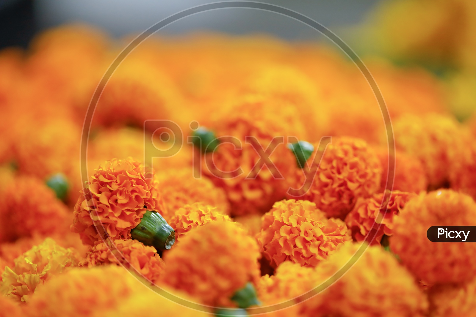 Marigold Flowers  in a Vendor Stall At Market  Closeup