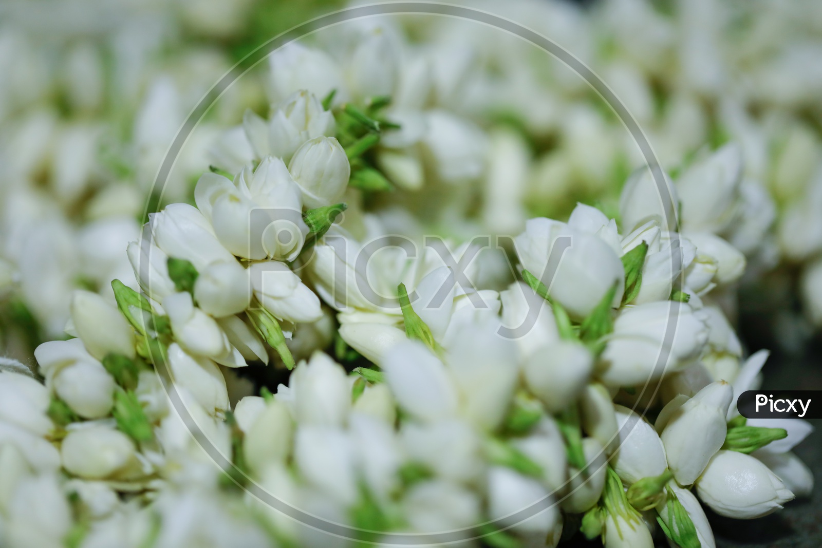 Jasmine Flowers Closeup