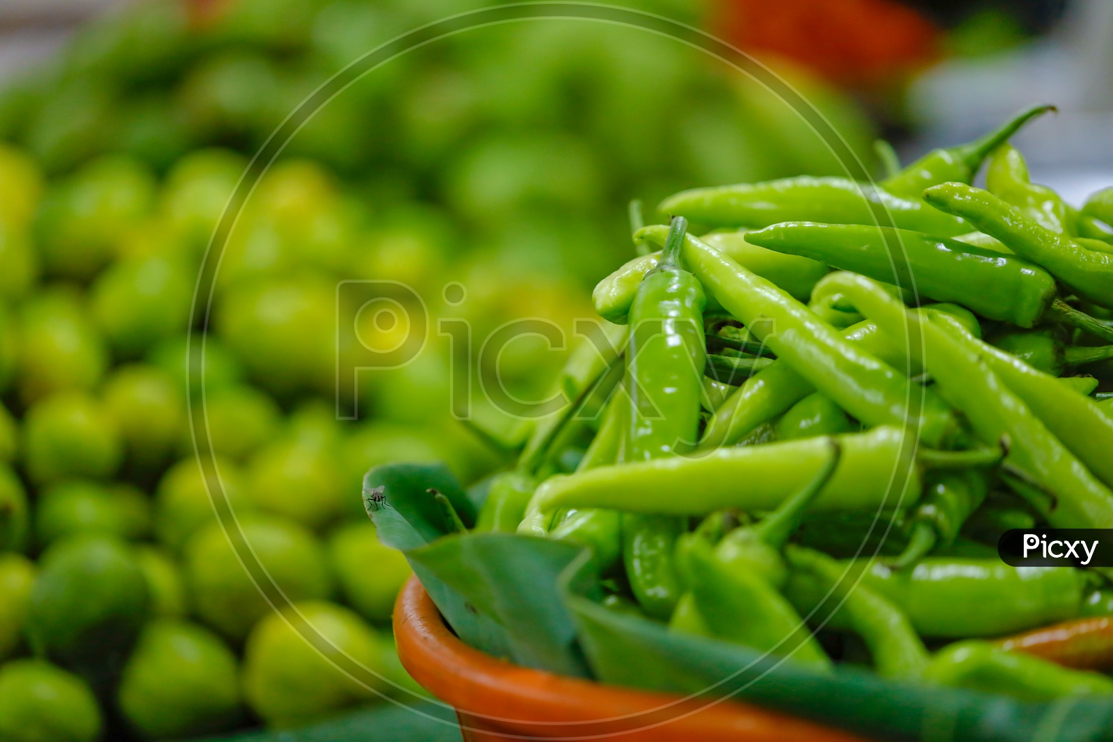 Fresh Green Chillies  In  a Vegetable Vendor Stall or Shop in Market