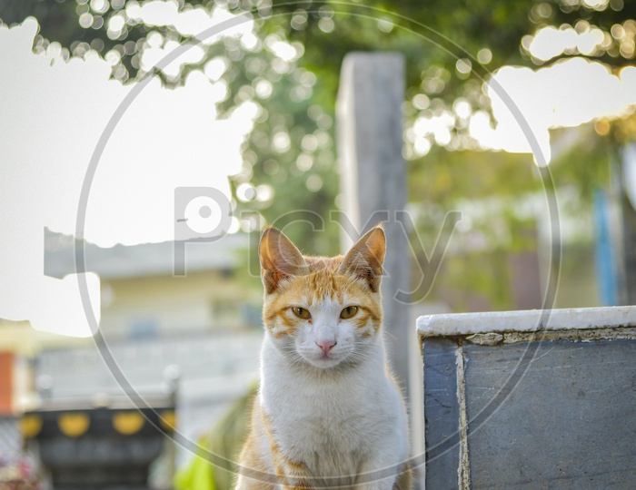 Cat posing the photographer