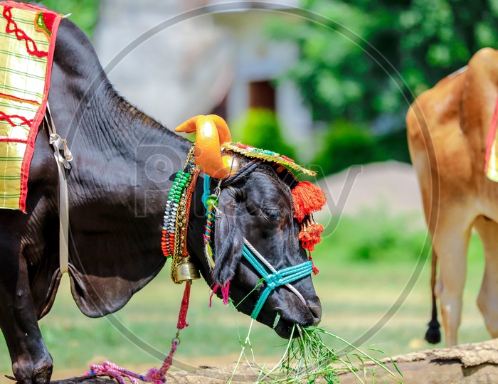 Decorated Bulls  By Farmers Of Maharashtra  For Pola Festival Celebrations