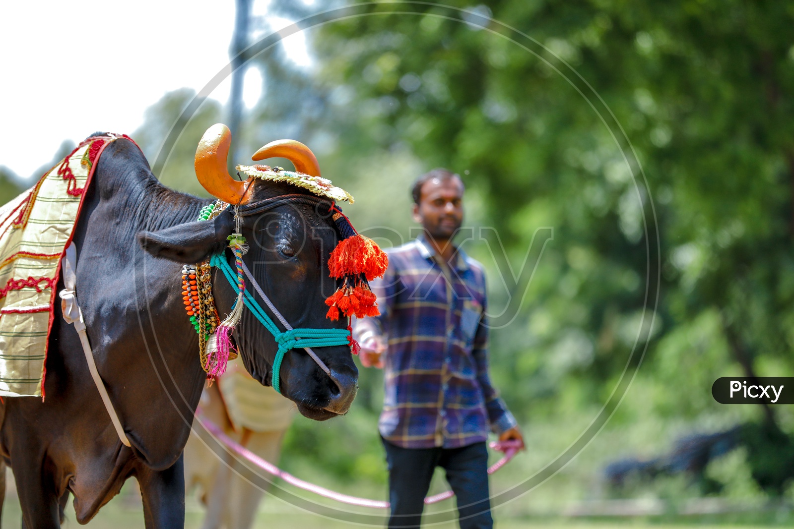 Decorated Bulls or OX  By Farmers Of Maharashtra  For Pola Festival Celebrations