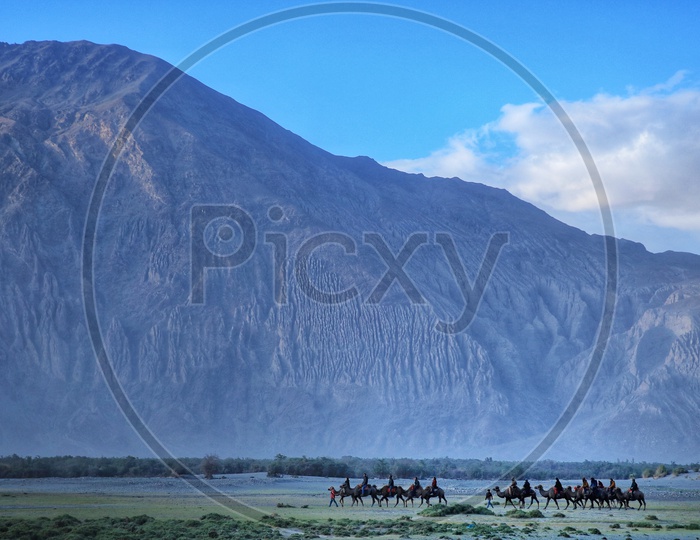 Camel Rides In Nubra Valley With Mountains in Background