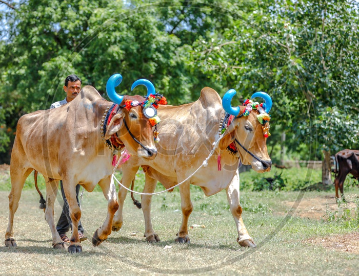 Decorated Bulls or OX  By Farmers Of Maharashtra  For Pola Festival Celebrations