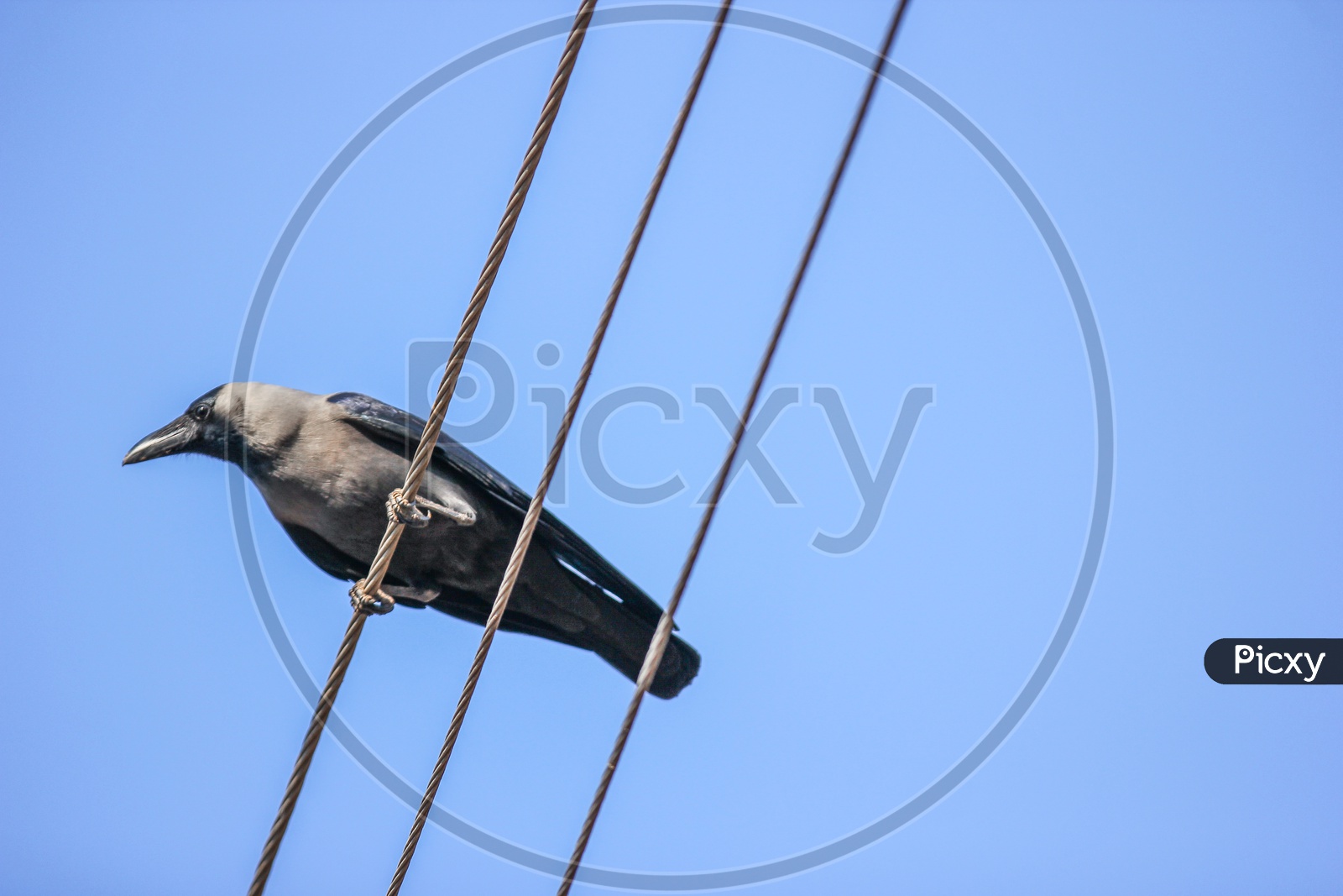 Crow On Electric Lines Or Wires