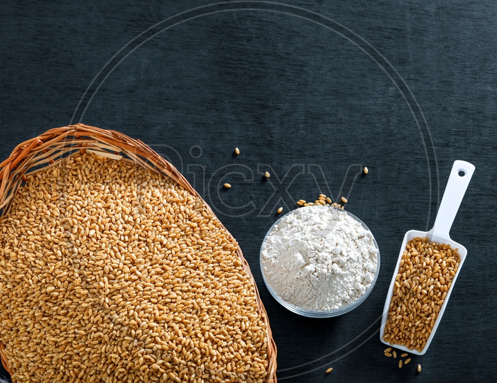 Indian Wheat Grains And Wheat Flour