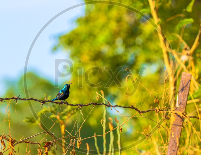 Bee Eater Bird