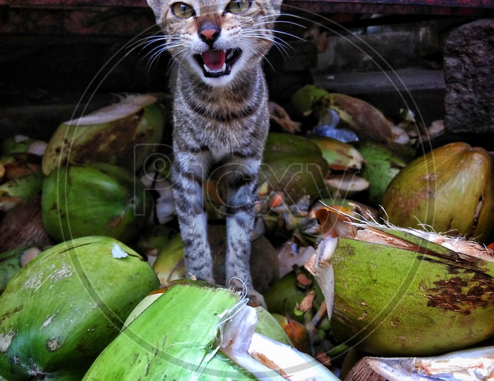 Coconut Cat
