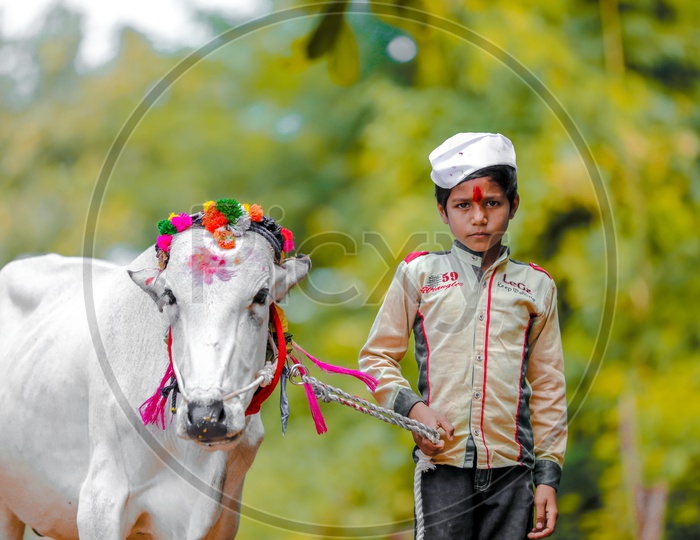 Maharashtra Kid Or Child with Decorated Bulls or OX  By Farmers Of Maharashtra  For Pola Festival Celebrations