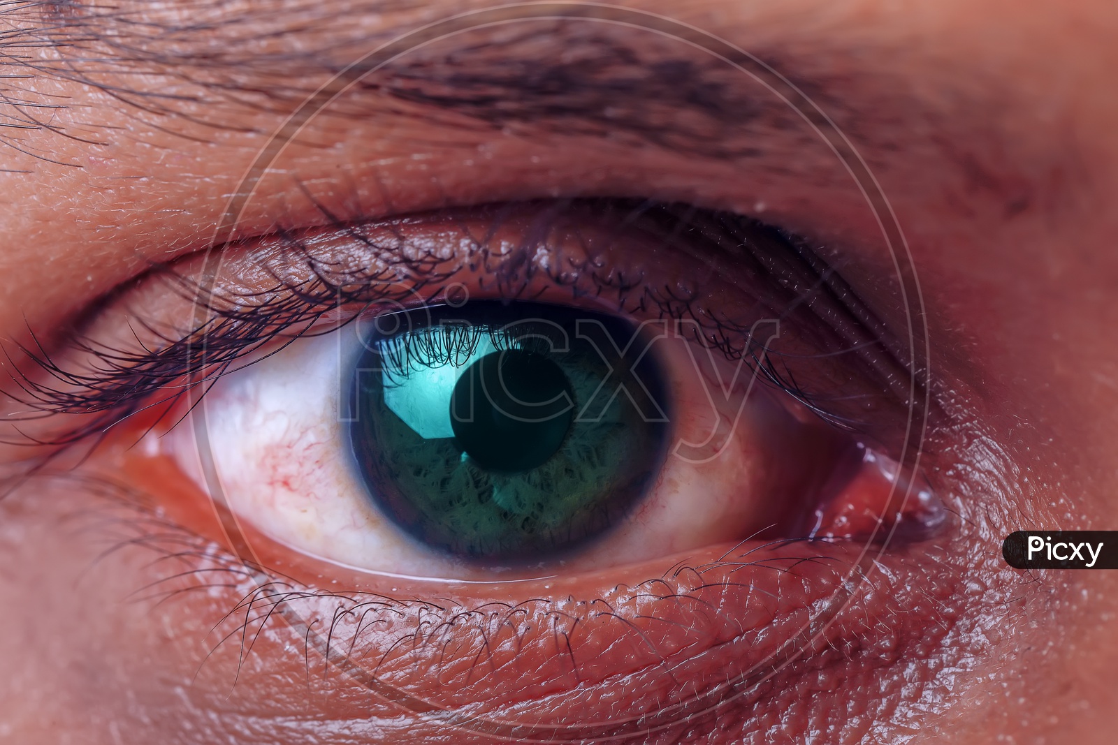 Human Sharp Eye Closeup  Eye Vision
