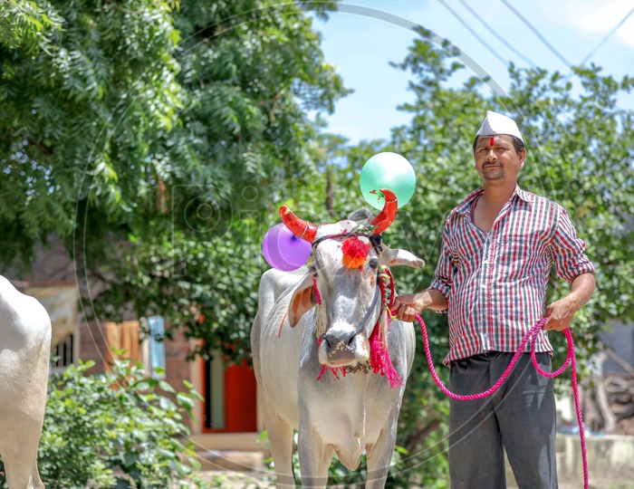 Decorated Bulls  By Farmers Of Maharashtra  For Pola Festival Celebrations