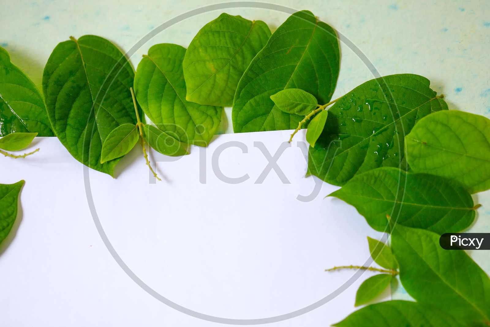 Green Leafs Frame Abstract Background Isolated On White