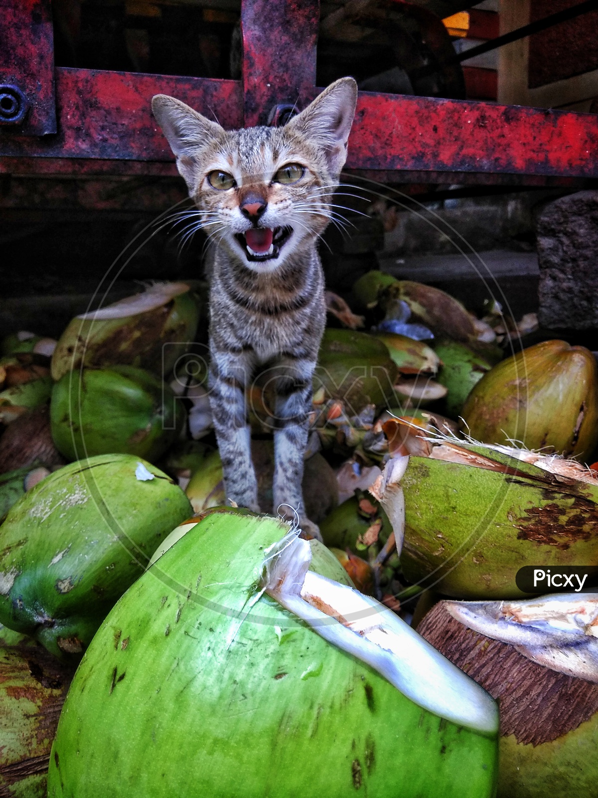 Coconut Cat