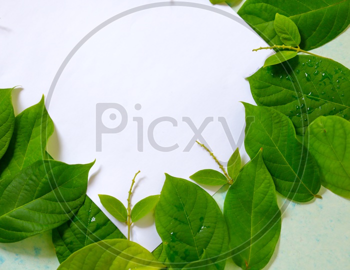 Green Leafs Frame Abstract Background Isolated On White