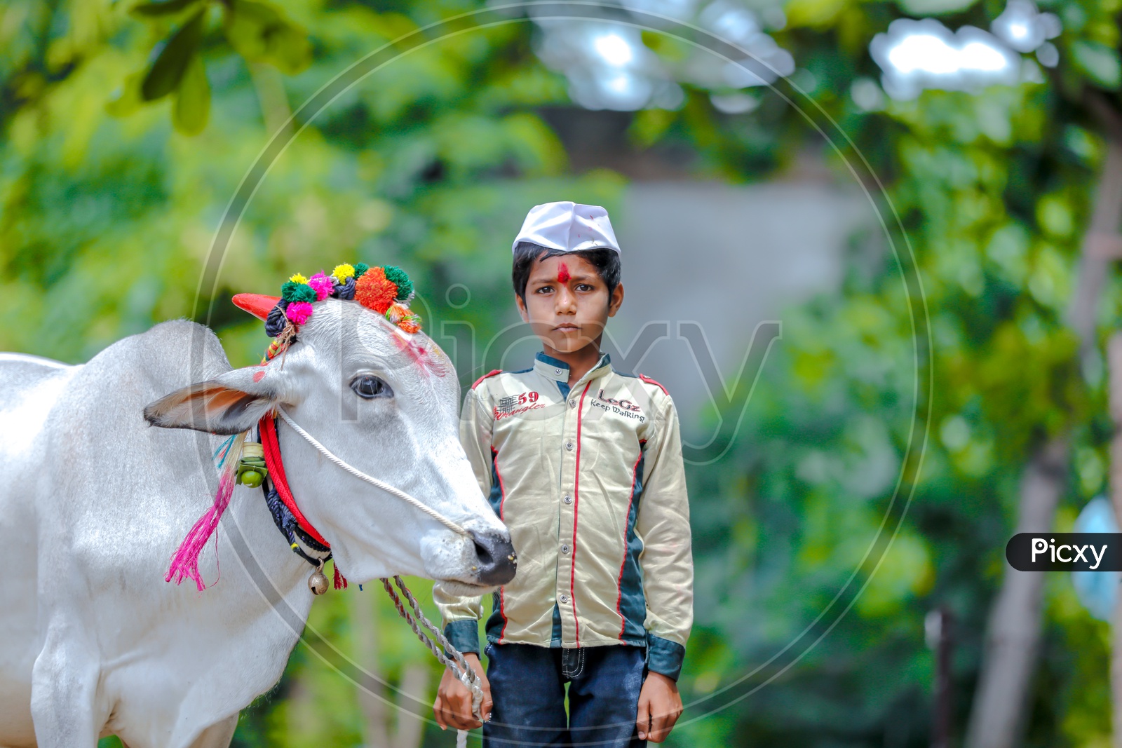 Maharashtra Kid Or Child with Decorated Bulls or OX  By Farmers Of Maharashtra  For Pola Festival Celebrations