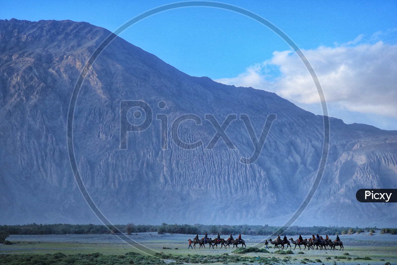 Camel Rides In Nubra Valley With Mountains in Background