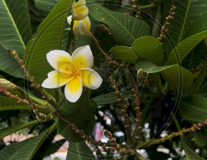 Frangipani also known  as Temple flowers