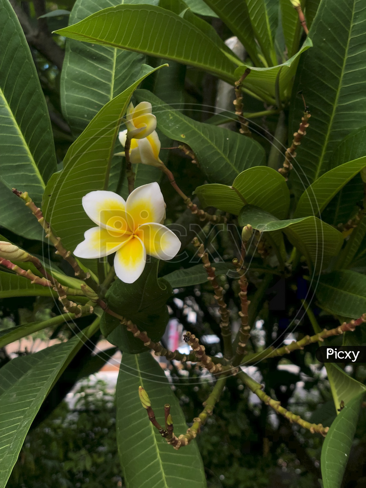 Frangipani also known  as Temple flowers