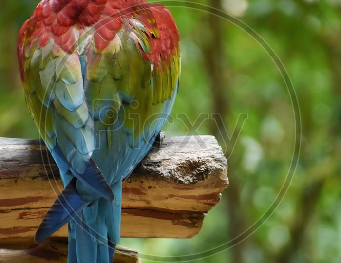 Macaw Parrot