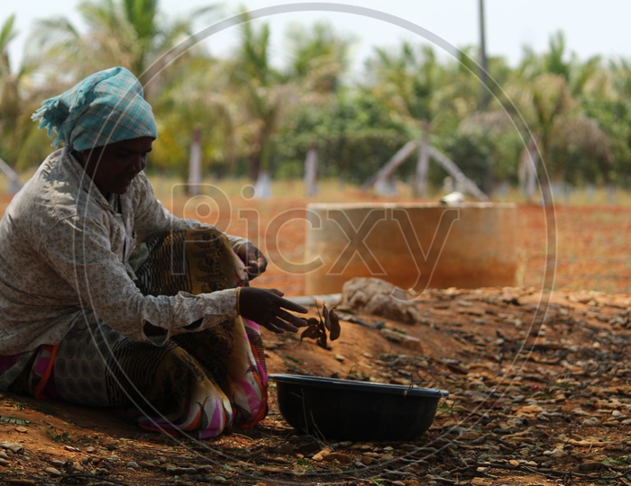 Indian Woman Farmer Collecting Tamarind From  a Farm