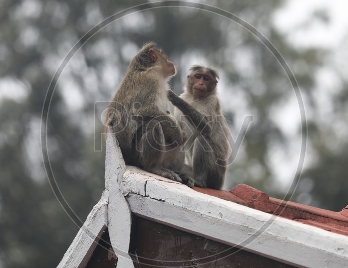 Monkeys Or Macaque on House Roofs