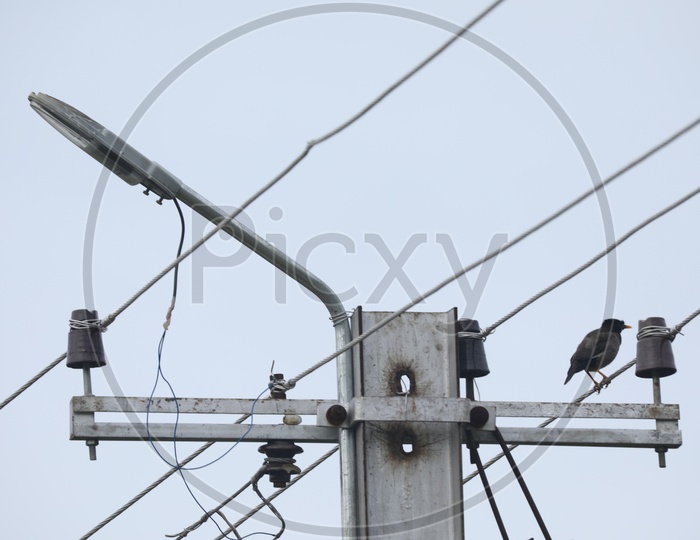 A Bird or Warbler Sitting On a Electric Wire near Pole