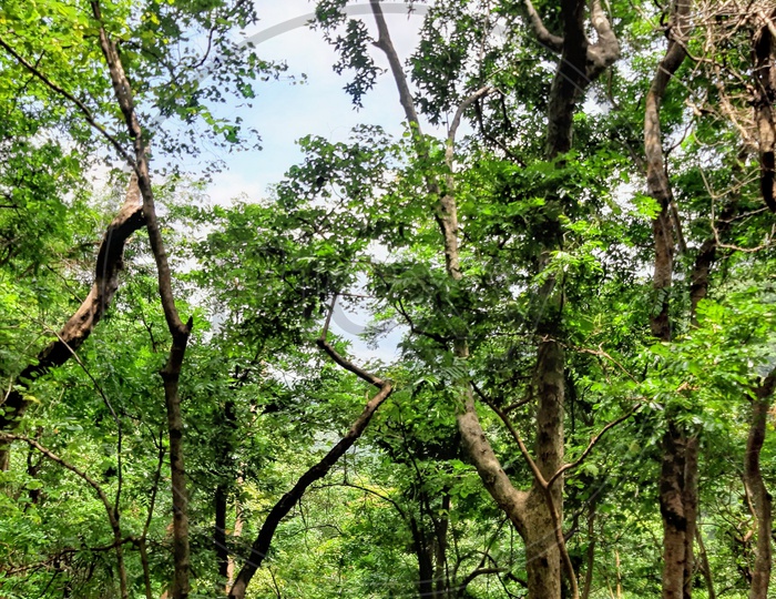 Image of Forest trees in Maredumilli-FL319611-Picxy