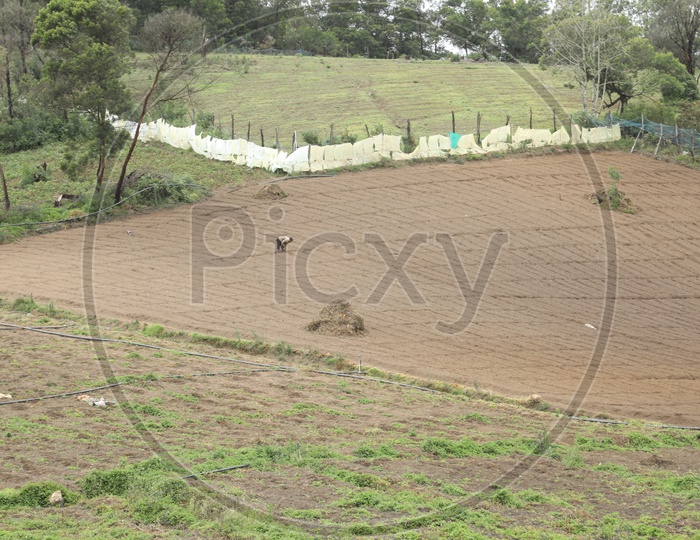 Cultivation Or Irrigation Or Agricultural Fields on Ooty Valleys