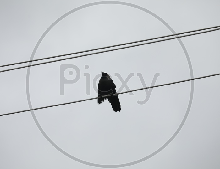 Crow Standing On Electric Wires