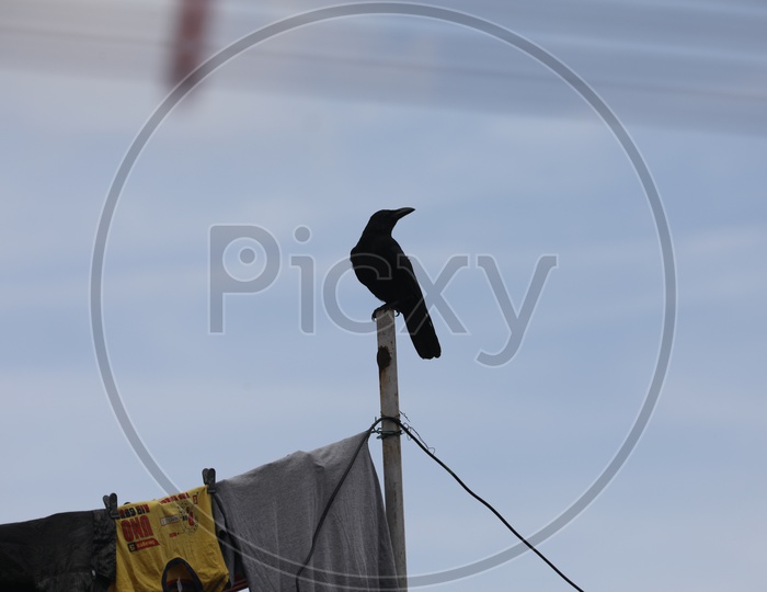 A Crow Standing on a Pole