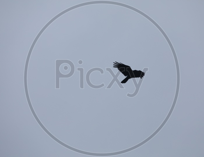 A Crow Flying in Sky