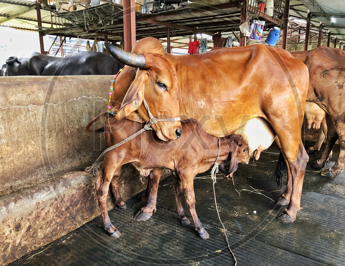Cow Milking Calf in a Cattle Shed
